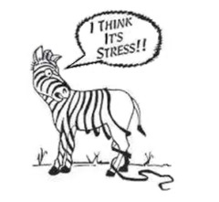 Image of a zebra losing their stripes, with caption "I think its stress!!"